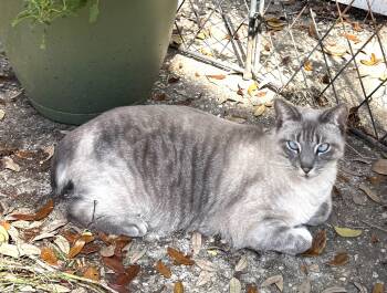 Sammie -  Siamese and American Bobtail Cat for Adoption in Theodore, Alabama - Sammie | PetCurious
