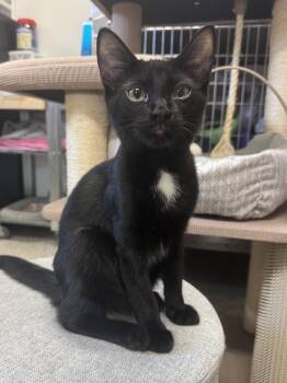 Cherokee -  Domestic Short Hair Cat for Adoption in Chattanooga, Tennessee - Cherokee | PetCurious