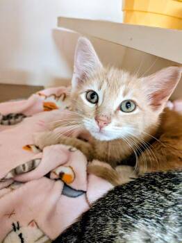 Toblerone -  Domestic Medium Hair Cat for Adoption in North Richland Hills, Texas - Toblerone | PetCurious