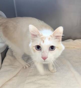 MELO -  Domestic Medium Hair Cat for Adoption in Boston, Massachusetts - MELO | PetCurious