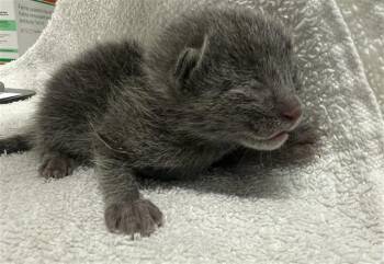 Domestic Short Hair Cats Available for Adoption in Doral, Florida - PRINCE | PetCurious