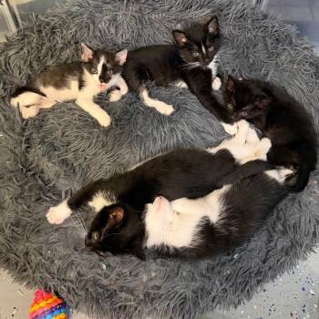 Domestic Short Hair Cats Available for Adoption in Tustin, California - Sullivan | PetCurious