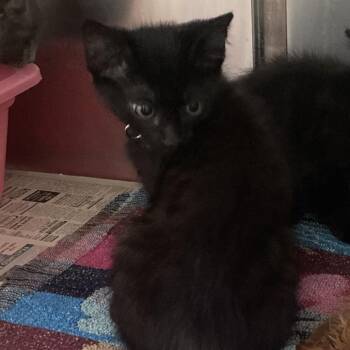 Domestic Medium Hair Cats Available for Adoption in Galveston, Texas - Smalls | PetCurious