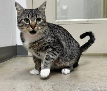 Domestic Short Hair Cats Available for Adoption - FERN | PetCurious