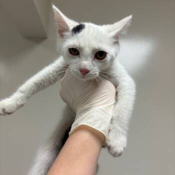 Rescue Domestic Short Hair Cats for Adoption in Reno, Nevada - Piglet | PetCurious