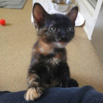 Baymax -  Domestic Short Hair Cat for Adoption in Plover, Wisconsin - Baymax | PetCurious