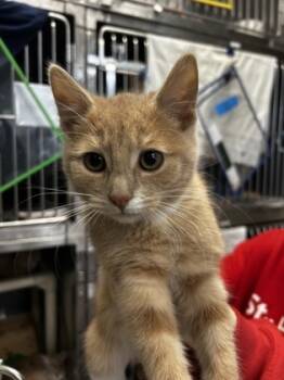 Rescue Domestic Short Hair Cats for Adoption in Morristown, New Jersey - Fire | PetCurious