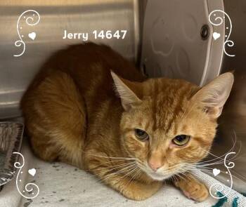 Rescue Domestic Short Hair Cats for Adoption in Marietta, Georgia - JERRY | PetCurious