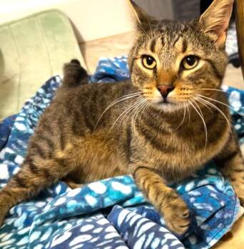 Tomasita -  Domestic Short Hair Cat for Adoption in Hardeeville, South Carolina - Tomasita | PetCurious
