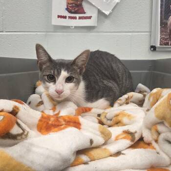Bougie -  Domestic Short Hair Cat for Adoption in Chattanooga, Tennessee - Bougie | PetCurious