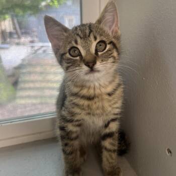 Tanjiro -  Domestic Short Hair Cat for Adoption in Puslinch, Ontario - Tanjiro | PetCurious
