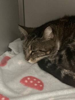 Silvestre -  Domestic Short Hair Cat for Adoption in Dayton, Minnesota - Silvestre | PetCurious