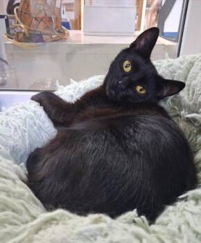 Vesper -  Domestic Short Hair Cat for Adoption in Courtenay, British Columbia - Vesper | PetCurious