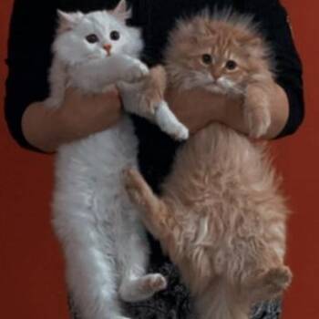 Persian Cats Available for Adoption in Brampton, Ontario - Kittens & Bonded Pair Parents  | PetCurious