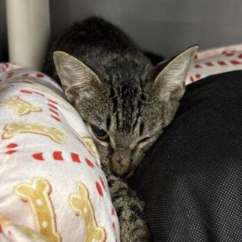 Joi -  Domestic Short Hair Cat for Adoption in West Palm Beach, Florida - Joi | PetCurious