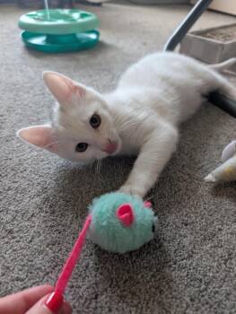 Cold Foam -  Domestic Short Hair Cat for Adoption in Cary, North Carolina - Cold Foam | PetCurious