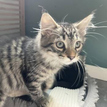 Flauta -  Domestic Short Hair Cat for Adoption in Medina, Ohio - Flauta | PetCurious