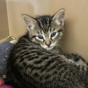 Malt -  Domestic Short Hair Cat for Adoption in Flagstaff, Arizona - Malt | PetCurious