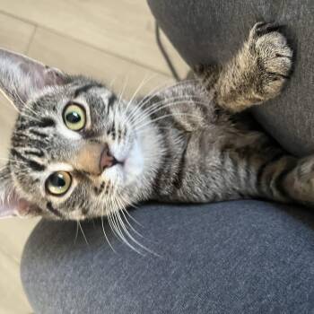 Zoot MUST BE ADOPTED AS A BUDDY -  Domestic Short Hair Cat Available for Adoption in Toronto, Ontario - Zoot MUST BE ADOPTED AS A BUDDY | PetCurious