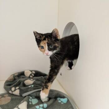 Natty -  Domestic Short Hair Cat for Adoption in Nashville, Tennessee - Natty | PetCurious