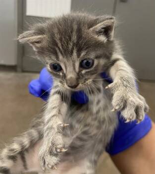 MERLIN -  Domestic Short Hair Cat Available for Adoption in Dallas, Texas - MERLIN | PetCurious
