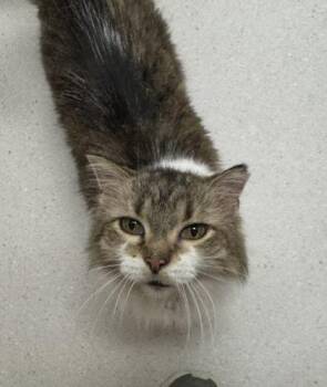 Kitty Purr -  Domestic Medium Hair and Domestic Short Hair Cat for Adoption in Missoula, Montana - Kitty Purr | PetCurious