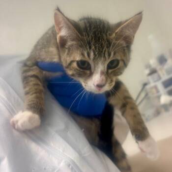 Muffin -  Domestic Short Hair Cat for Adoption in New York, New York - Muffin | PetCurious