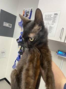 Chili -  Domestic Short Hair Cat for Adoption in West Chester, Pennsylvania - Chili | PetCurious