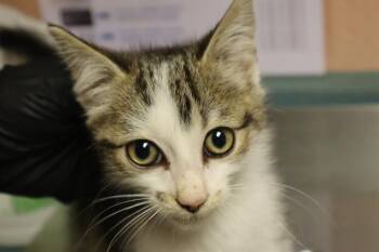 NUGGET -  Domestic Short Hair Cat for Adoption in Columbia, South Carolina - NUGGET | PetCurious