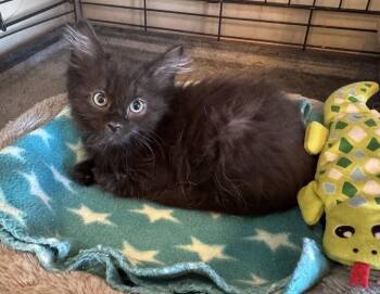 Benz -  Domestic Medium Hair Cat for Adoption in Albuquerque, New Mexico - Benz | PetCurious