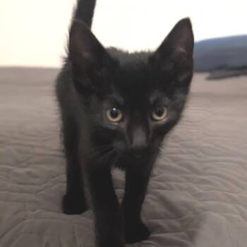 Domestic Short Hair Cats Available for Adoption in Los Angeles, California - Smoke | PetCurious