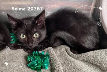 SELMA (see also ZELDA) -  Domestic Short Hair Cat for Adoption in Marietta, Georgia - SELMA (see Also ZELDA) | PetCurious