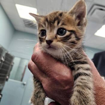 Jazz -  Domestic Short Hair Cat for Adoption in Greensboro, North Carolina - Jazz | PetCurious