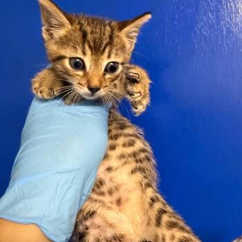 Domestic Medium Hair Cats Available for Adoption in Wahiawa, Hawaii - Irving | PetCurious