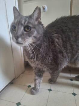 Domestic Short Hair Cats Available for Adoption in Monterey, Virginia - Max - Sponsored! | PetCurious