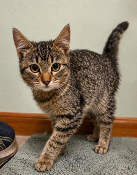 Marshall -  Domestic Short Hair Cat for Adoption in Bloomsdale, Missouri - Marshall | PetCurious
