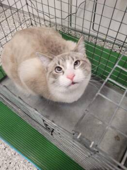 Yeet -  Domestic Short Hair Cat for Adoption in Clarksville, Tennessee - Yeet | PetCurious