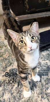 Rescue Domestic Short Hair Cats for Adoption in The Woodlands, Texas - Billie Joe | PetCurious