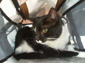 Domestic Short Hair Cats Available for Adoption in Charlotte, North Carolina - RUE | PetCurious