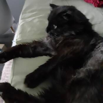 Lincoln -  Domestic Long Hair and Maine Coon Cat for Adoption in Saint-jacques, Quebec - Lincoln | PetCurious