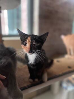 Marble -  Domestic Short Hair Cat for Adoption in Little Rock, Arkansas - Marble | PetCurious