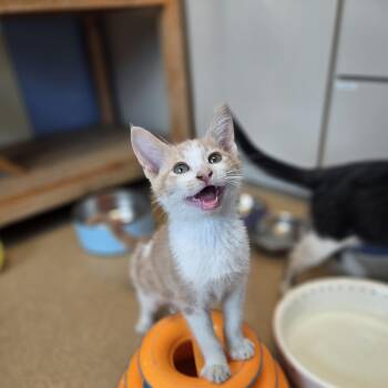 Chip -  Domestic Short Hair Cat for Adoption in Brookings, South Dakota - Chip | PetCurious