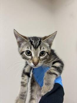 Guanaco -  Domestic Short Hair Cat for Adoption in Sherwood, Oregon - Guanaco | PetCurious