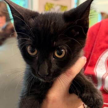 Dracula -  Domestic Short Hair Cat for Adoption in Norman, Oklahoma - Dracula | PetCurious