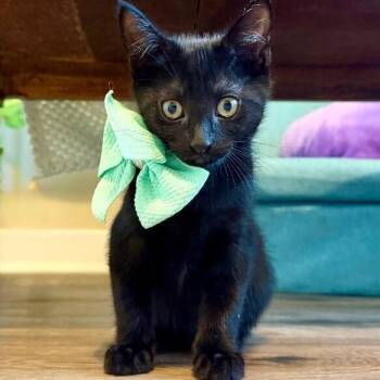 Soup Dinner -  Bombay and Domestic Short Hair Cat for Adoption in Friendswood, Texas - Soup Dinner | PetCurious