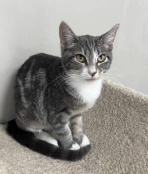 Tabby and Domestic Short Hair Cats Available for Adoption in Buford, Georgia - Sansa | PetCurious