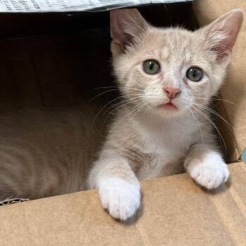 Butter -  Domestic Short Hair Cat for Adoption in Harrisonburg, Virginia - Butter | PetCurious