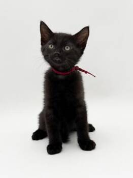 Milo (Burgundy Collar) -  Domestic Short Hair Cat for Adoption in Bowling Green, Kentucky - Milo (Burgundy Collar) | PetCurious