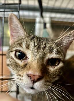 Zelah -  American Shorthair and Tabby Cat for Adoption in New Orleans, Louisiana - Zelah | PetCurious