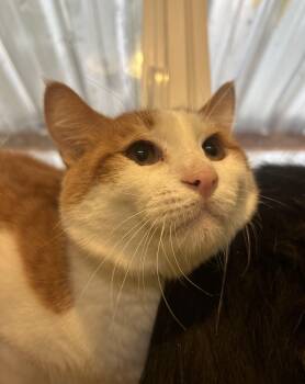 Rescue Domestic Short Hair Cats for Adoption in Quilcene, Washington - Trace | PetCurious